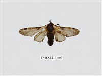 藏品(臺灣枝背舟蛾)的圖片